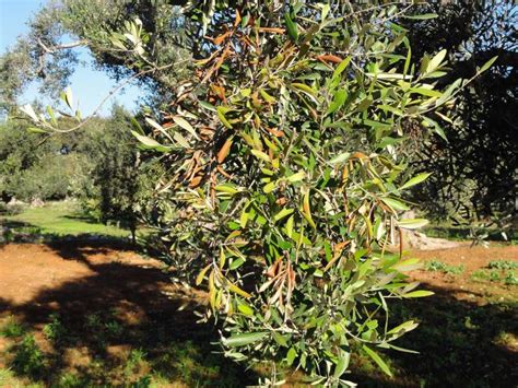  Xylella Fastidiosa: A Romance Agridoce Sobre Identidade e Perda